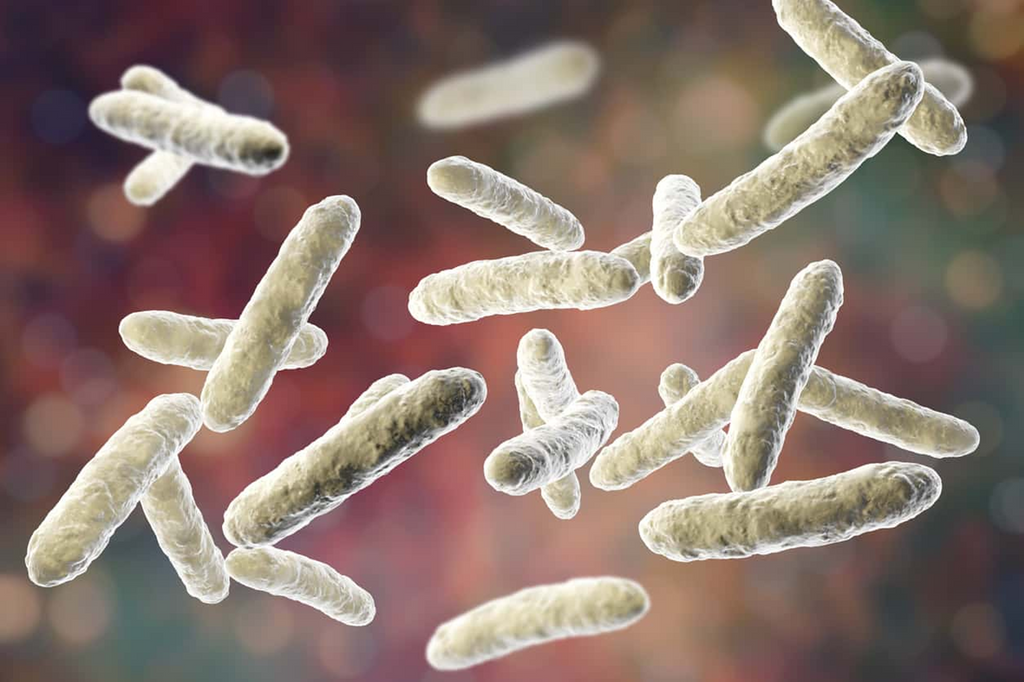 Importance of Balance Bacteria with Spore-Based Probiotic