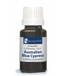 Dynamic Essentials Australian Blue Cypress